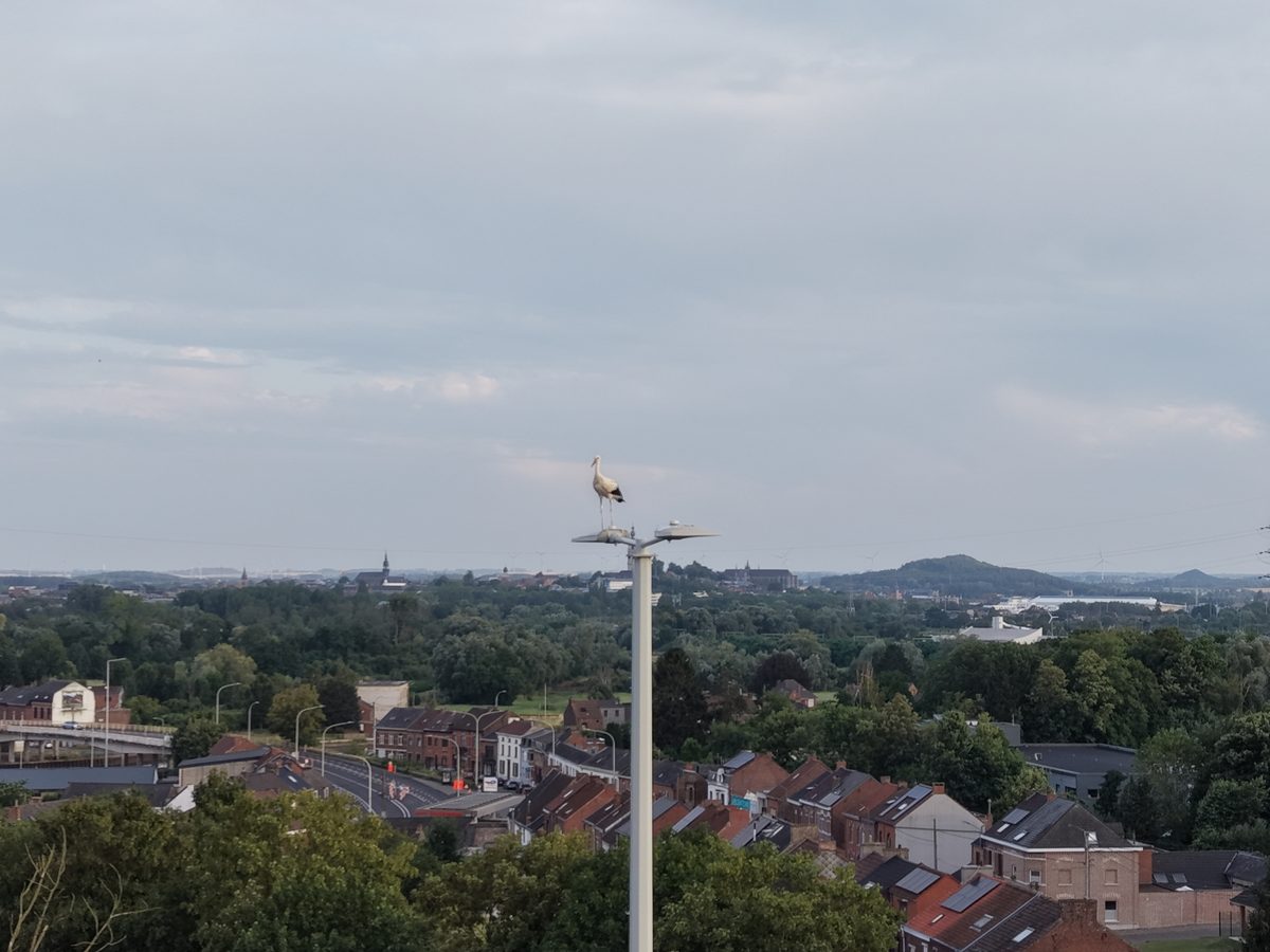 Cigogne blanche sur pylône - vue aérienne Mons