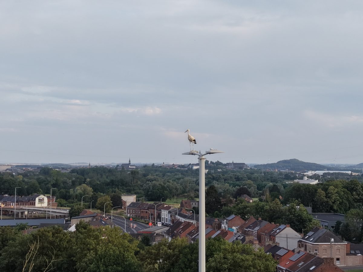 Cigogne blanche vue aérienne panorama Mons