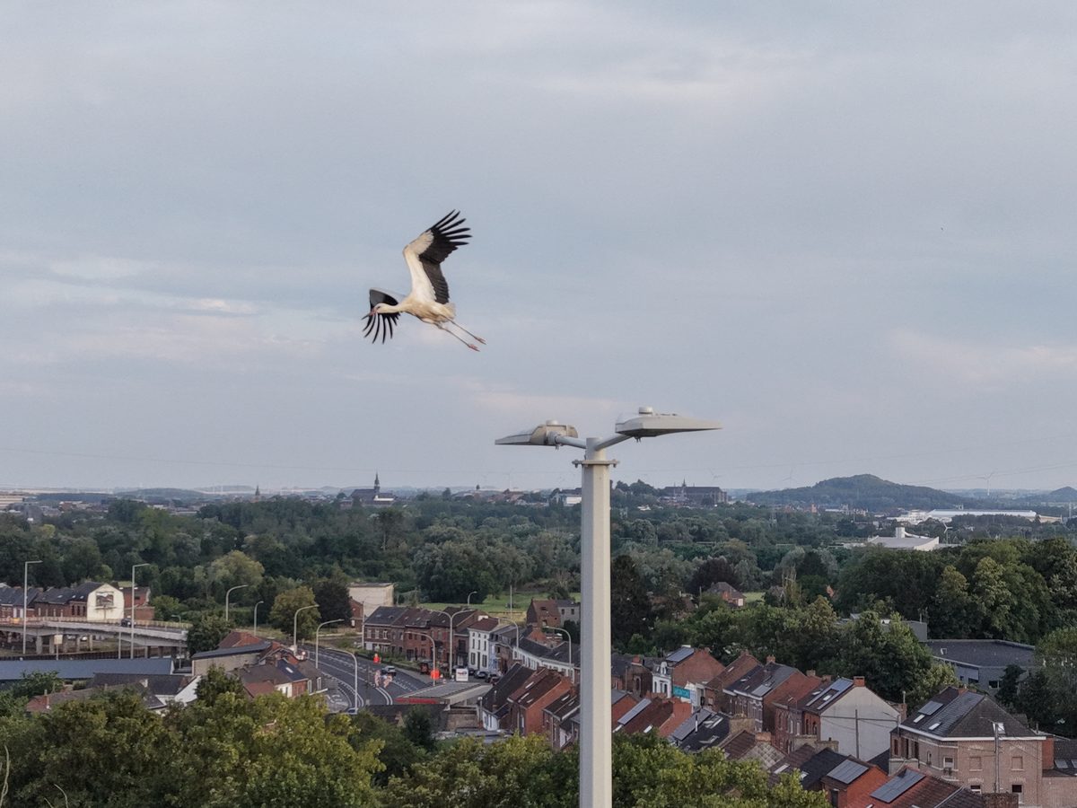 Cigogne en plein envol au-dessus de Mons - drone FlySolarLink